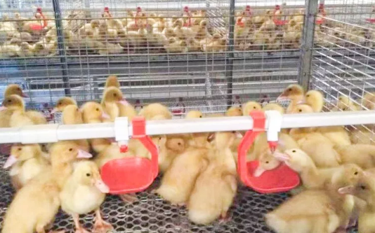 養(yǎng)鴨場老板:熱泵供暖溫度高,費(fèi)用比燒煤還省!